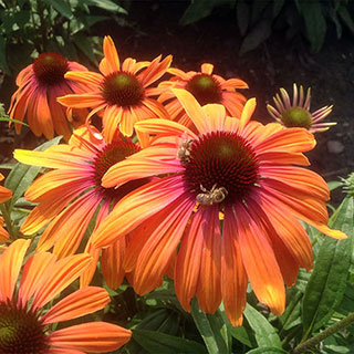 Echinacea Butterfly™ Rainbow Marcella