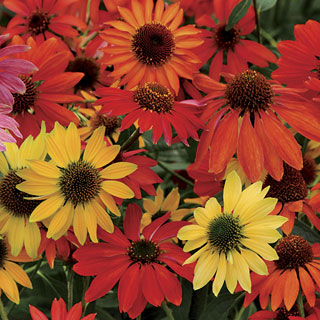 Echinacea 'Cheyenne Spirit'