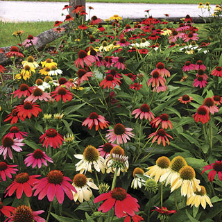 Echinacea 'Cheyenne Spirit'