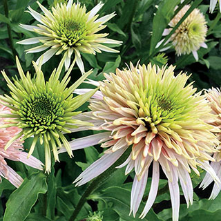 Echinacea Cone-Fections™ 'Cherry Fluff' Seeds