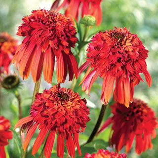 Echinacea Cone-Fections™ 'Hot Papaya'