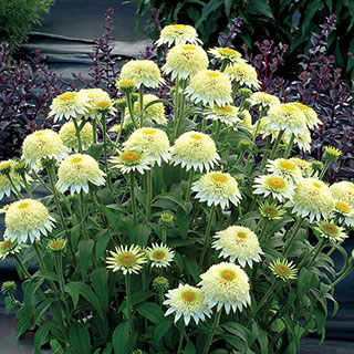 Echinacea PUFF® Vanilla