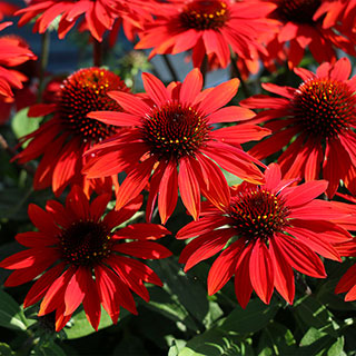 Echinacea Sombrero® Sangrita Red Seeds