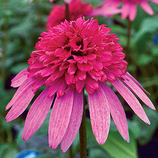 Echinacea Supreme™ Flamingo