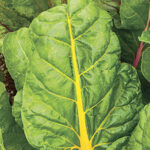 El Dorado Swiss Chard Seeds 1