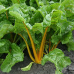 El Dorado Swiss Chard Seeds 1