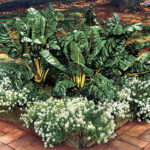 El Dorado Swiss Chard Seeds 1