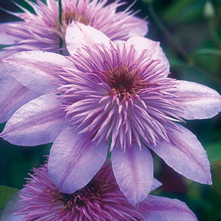 Empress™ Clematis