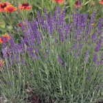 English Lavender Seeds 1