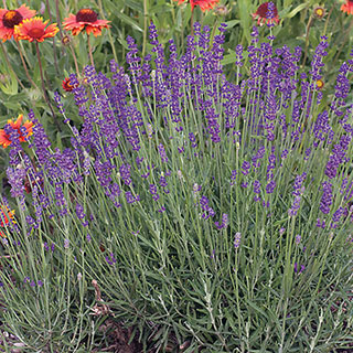 English Lavender Seeds