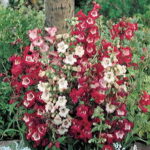 Esprit Mix Penstemon Seeds 1