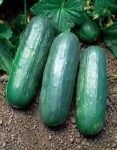 Eureka Hybrid Cucumber Seeds 1