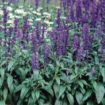 Evolution Salvia Seeds 1