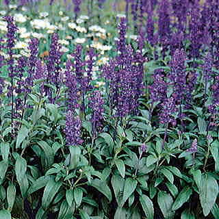 Evolution Salvia Seeds