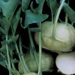 Express Forcer Hybrid Kohlrabi Seeds 1