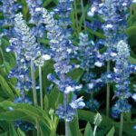 Fairy Queen Salvia Seeds 1