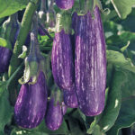 Fairy Tale Hybrid Eggplant Seeds 1