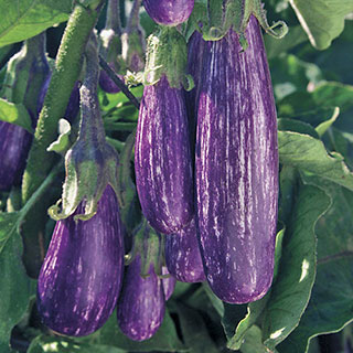 Fairy Tale Hybrid Eggplant Seeds