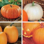 Fall Rainbow Blend Organic Pumpkin Seeds 1