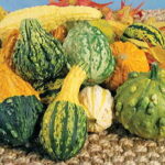 Fancy Fall Mix Gourd Seeds 1