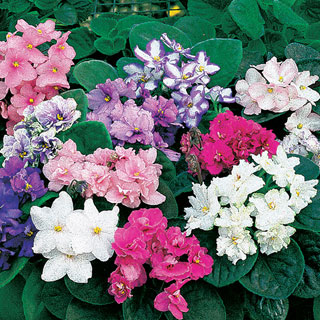 Fantasy Hybrid African Violet Seeds