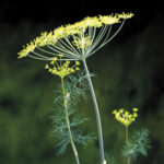 Fernleaf20Dill20Seeds-1.jpg