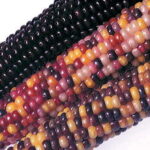 Fiesta Hybrid Corn Seeds 1