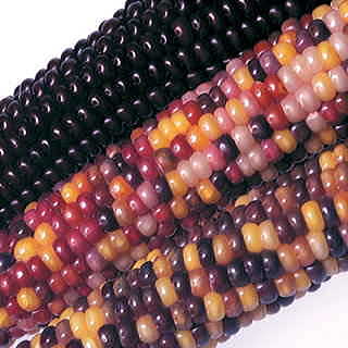 Fiesta Hybrid Corn Seeds