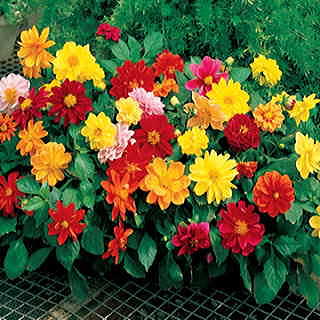 Figaro Mix Dahlia Seeds