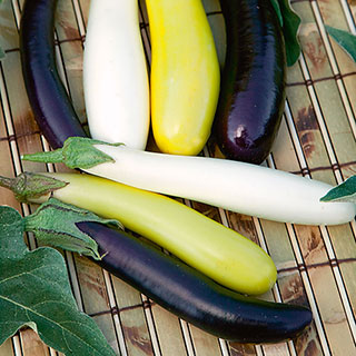 Fingerling Blend Eggplant Seeds