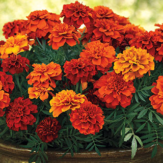 Fireball Marigold Seeds