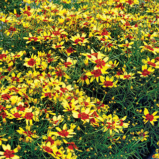 Firefly Coreopsis 1