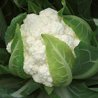 Flamenco Hybrid Cauliflower Seeds