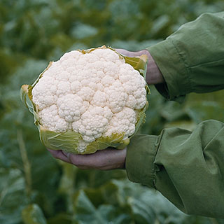 Flamenco Hybrid Cauliflower Seeds