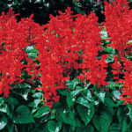 Flare Salvia Seeds 1