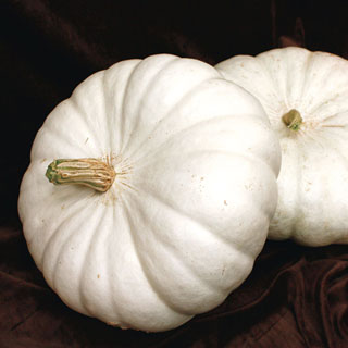 Flat White Boer Ford Pumpkin Seeds