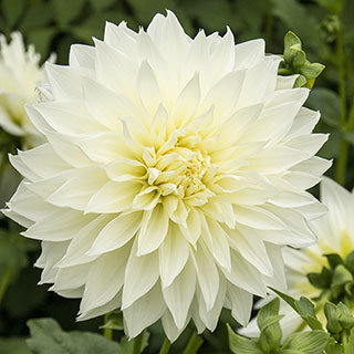 Fleurel Dahlia