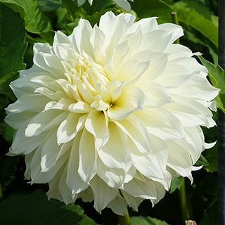 Fleurel Dahlia