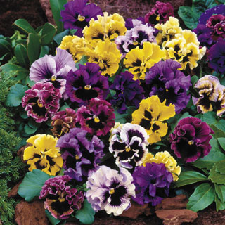 Flirty Skirts Mix Pansy Seeds