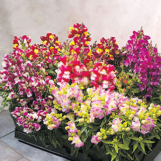 Floral Showers Bicolor Mix Snapdragon Seeds