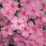 Florific™ Lavender New Guinea Impatiens Seeds 1