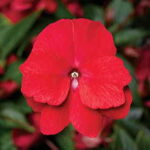 Florific™ Red New Guinea Impatiens Seeds 1