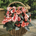 Florific™ Sweet Orange Hybrid New Guinea Impatiens Seeds 1