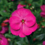 Florific™ Violet New Guinea Impatiens Seeds 1