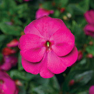 Florific™ Violet New Guinea Impatiens Seeds