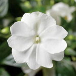 Florific™ White New Guinea Impatiens Seeds 1