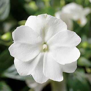 Florific™ White New Guinea Impatiens Seeds
