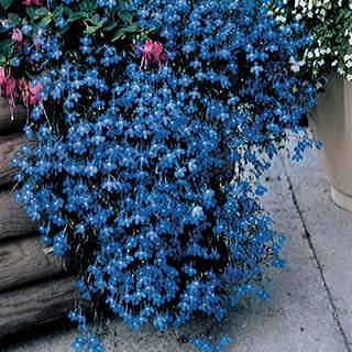 Fountain Blue Lobelia Seeds