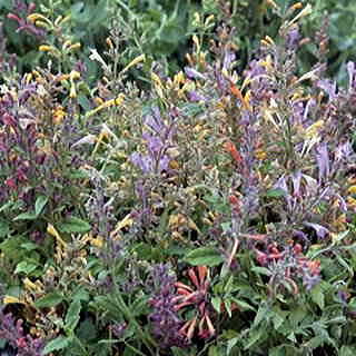 Fragrant Carpet Hummingbird Mint Mix