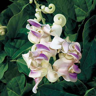 Fragrant Corkscrew Vine Seeds